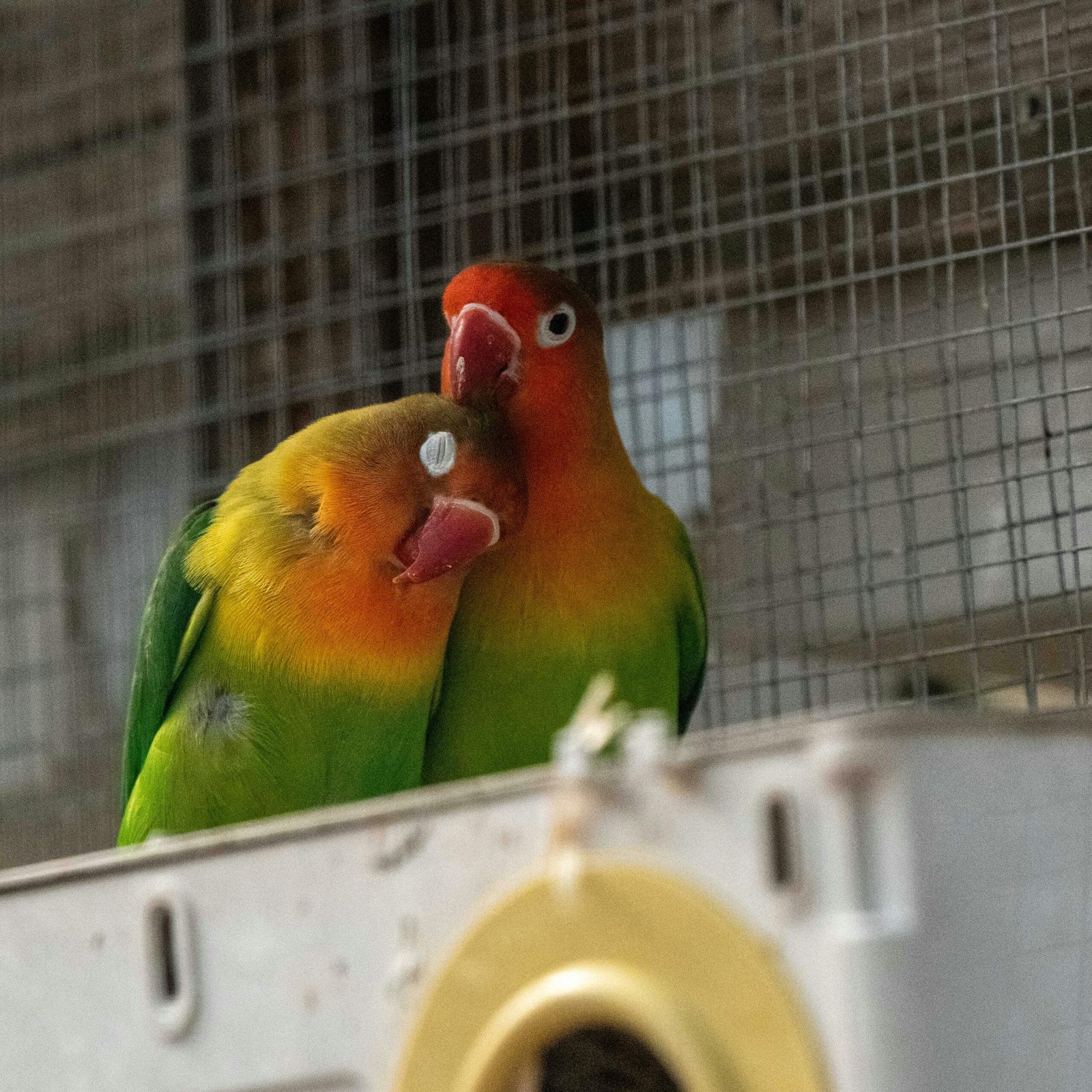 Lovebirds breed
