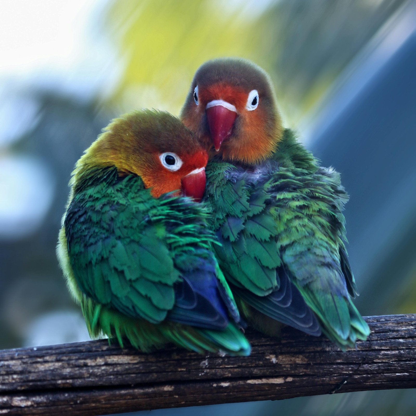 Lovebirds Breed