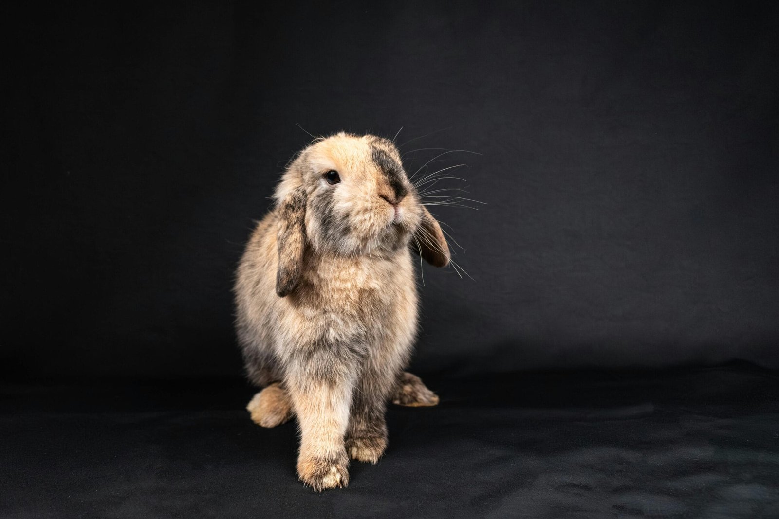 Best Bunnies to Have as Pets