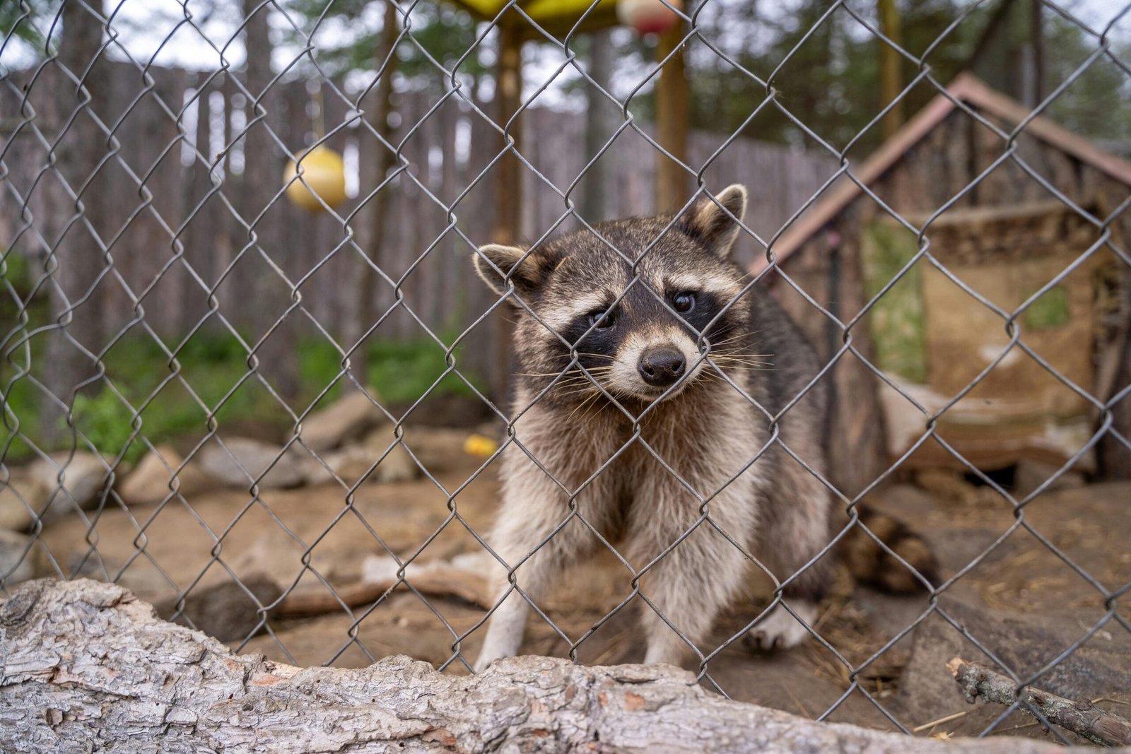 How Can I Get a Pet Raccoon?
