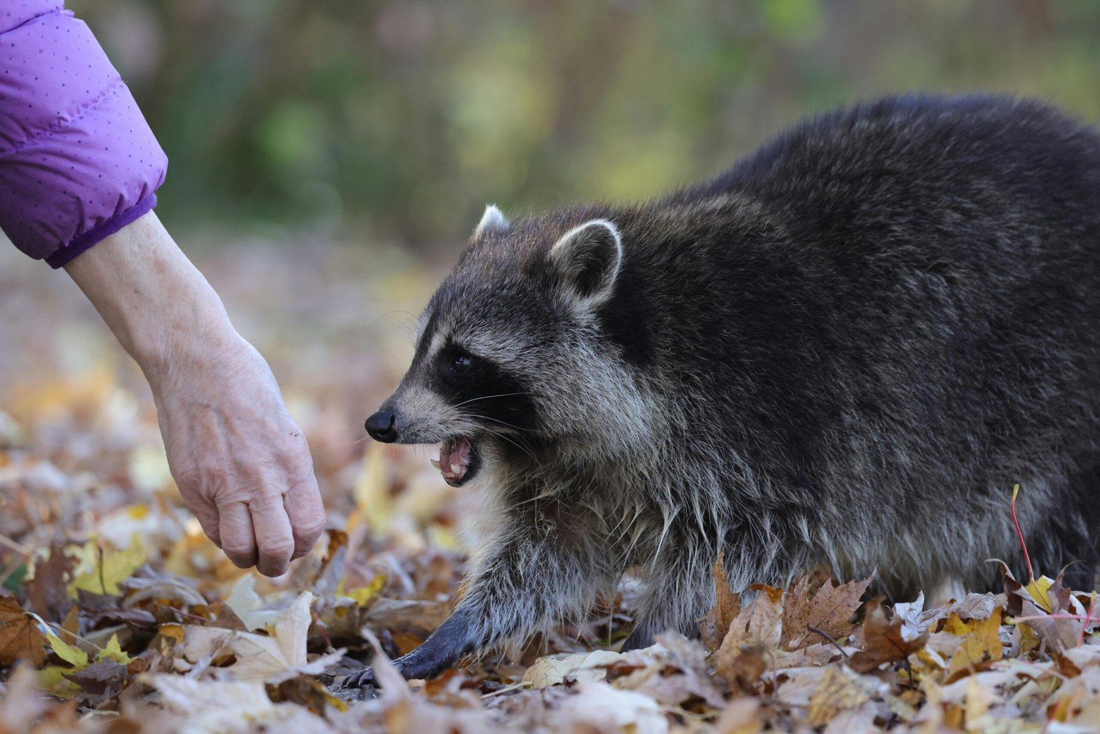 How Can I Get a Pet Raccoon?