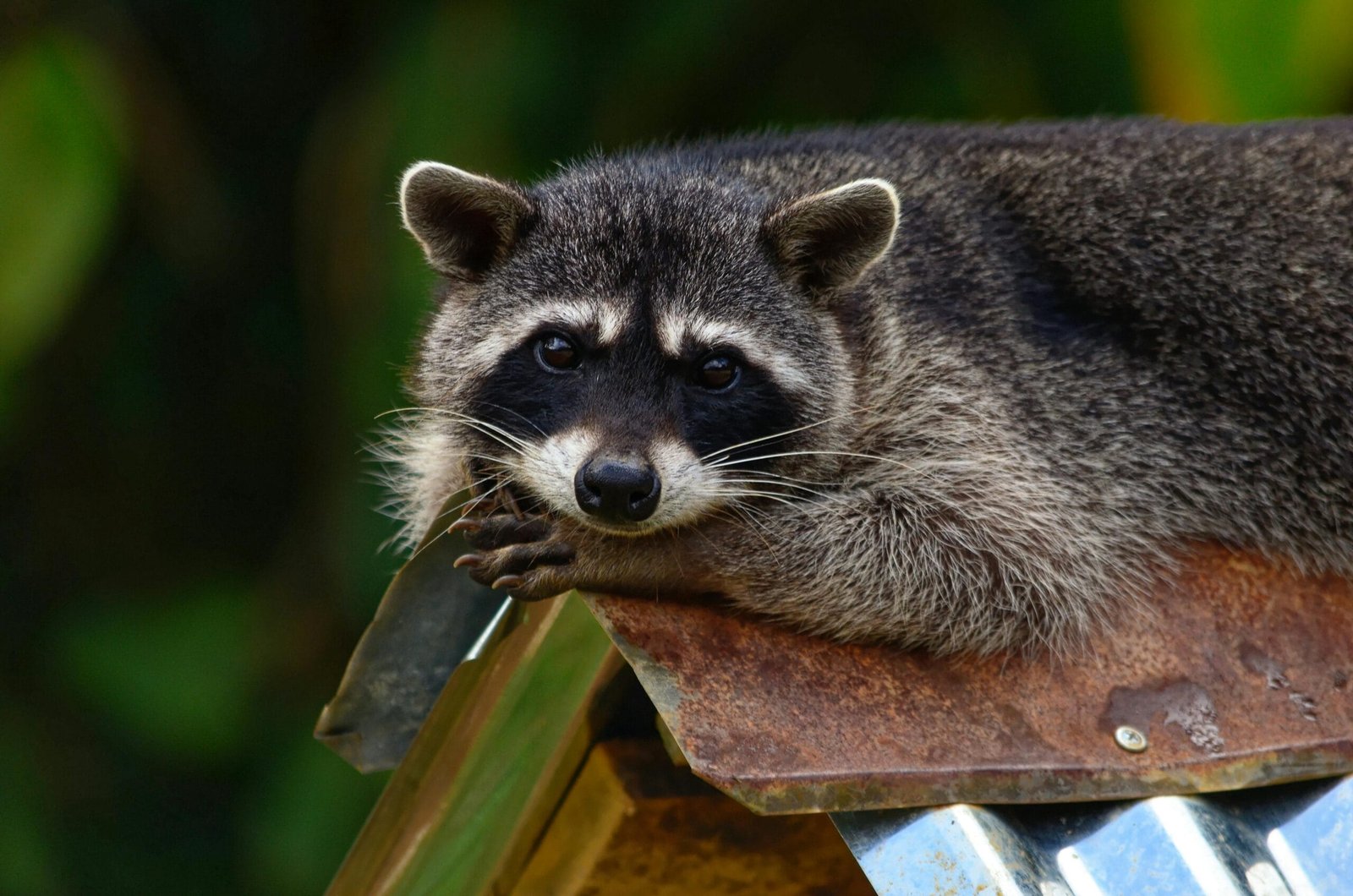 How Can I Get a Pet Raccoon?