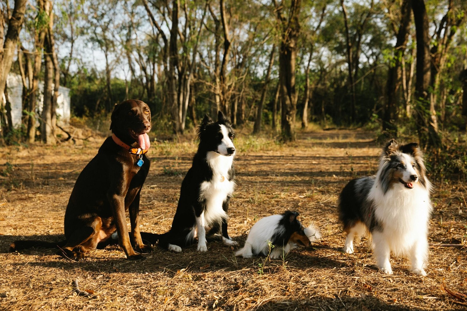 playful dog breeds for active families
