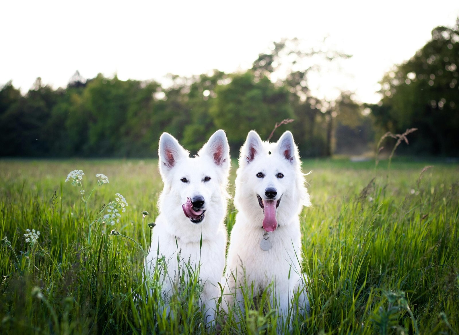 Playful Dog Breeds for Active Families