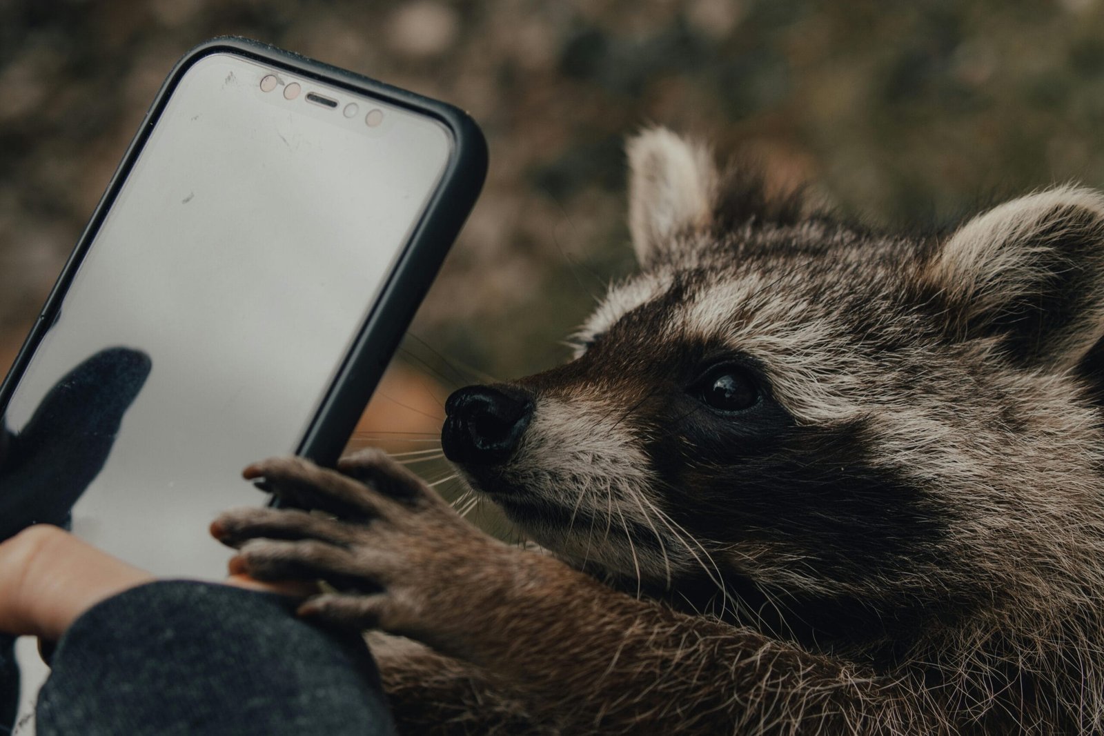 How Can I Get a Pet Raccoon?