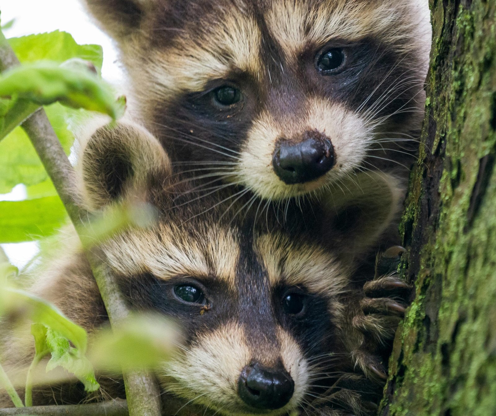 How Can I Get a Pet Raccoon?