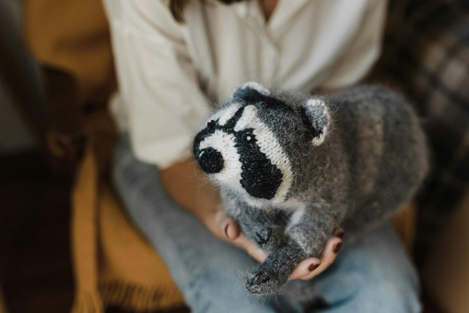 How Can I Get a Pet Raccoon?