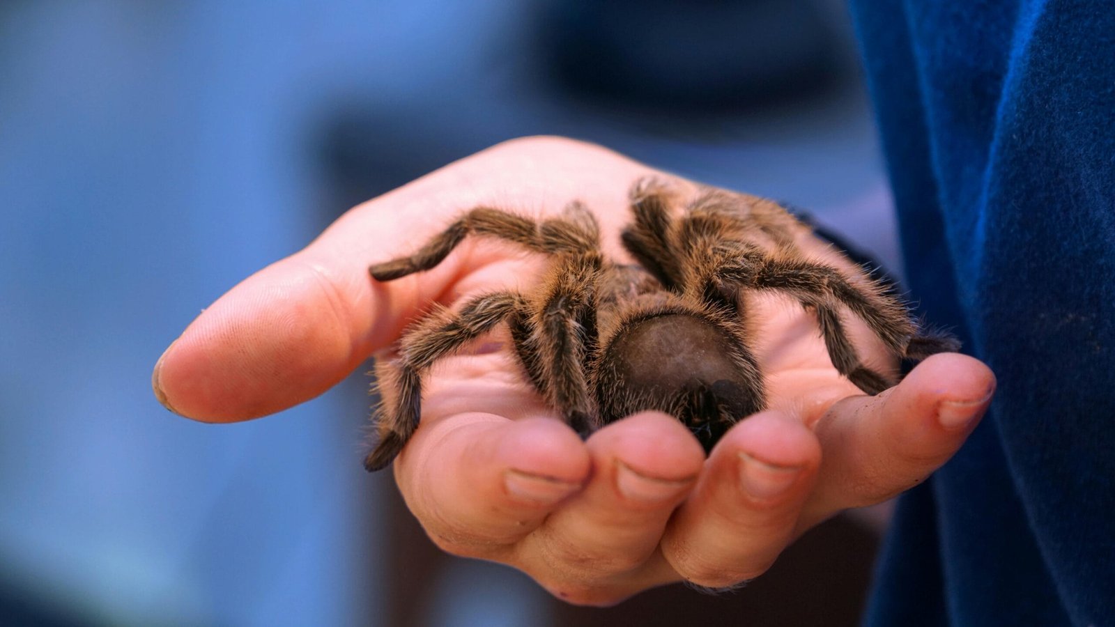 The Top 10 Exotic Pets List