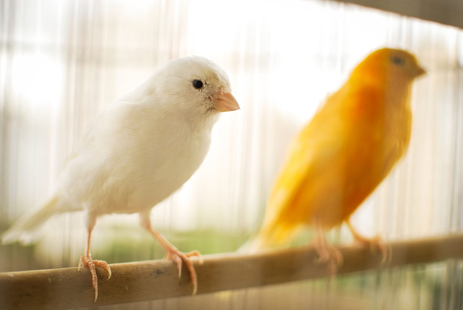 How to Care for Canary Birds