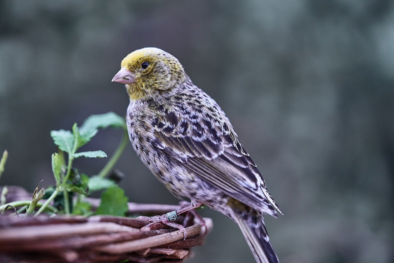How to Care for Canary Birds