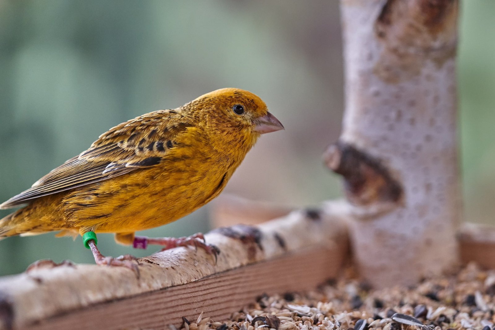 How to Care for Canary Birds