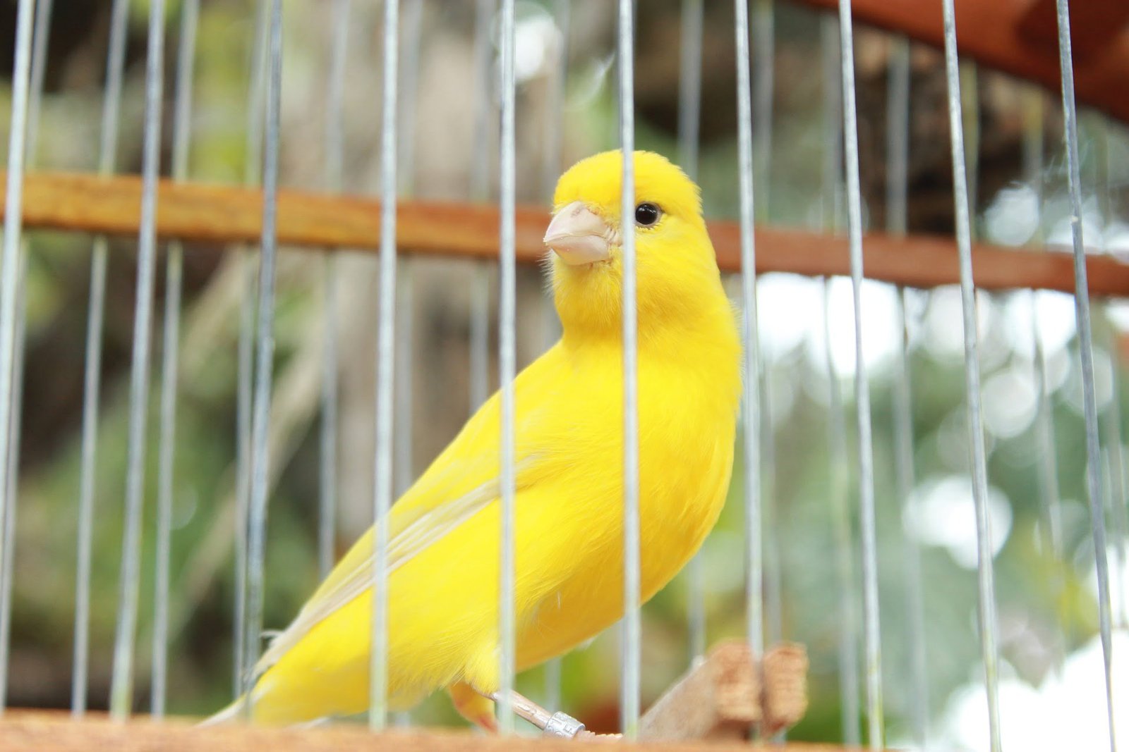 How to Care for Canary Birds