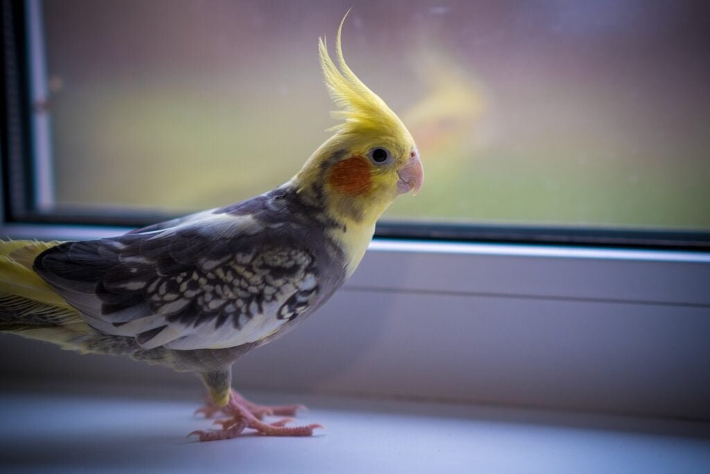 10 Tips For Cockatiel Training