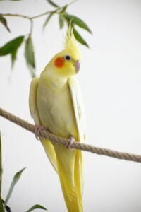 Top 10 Best Family Birds