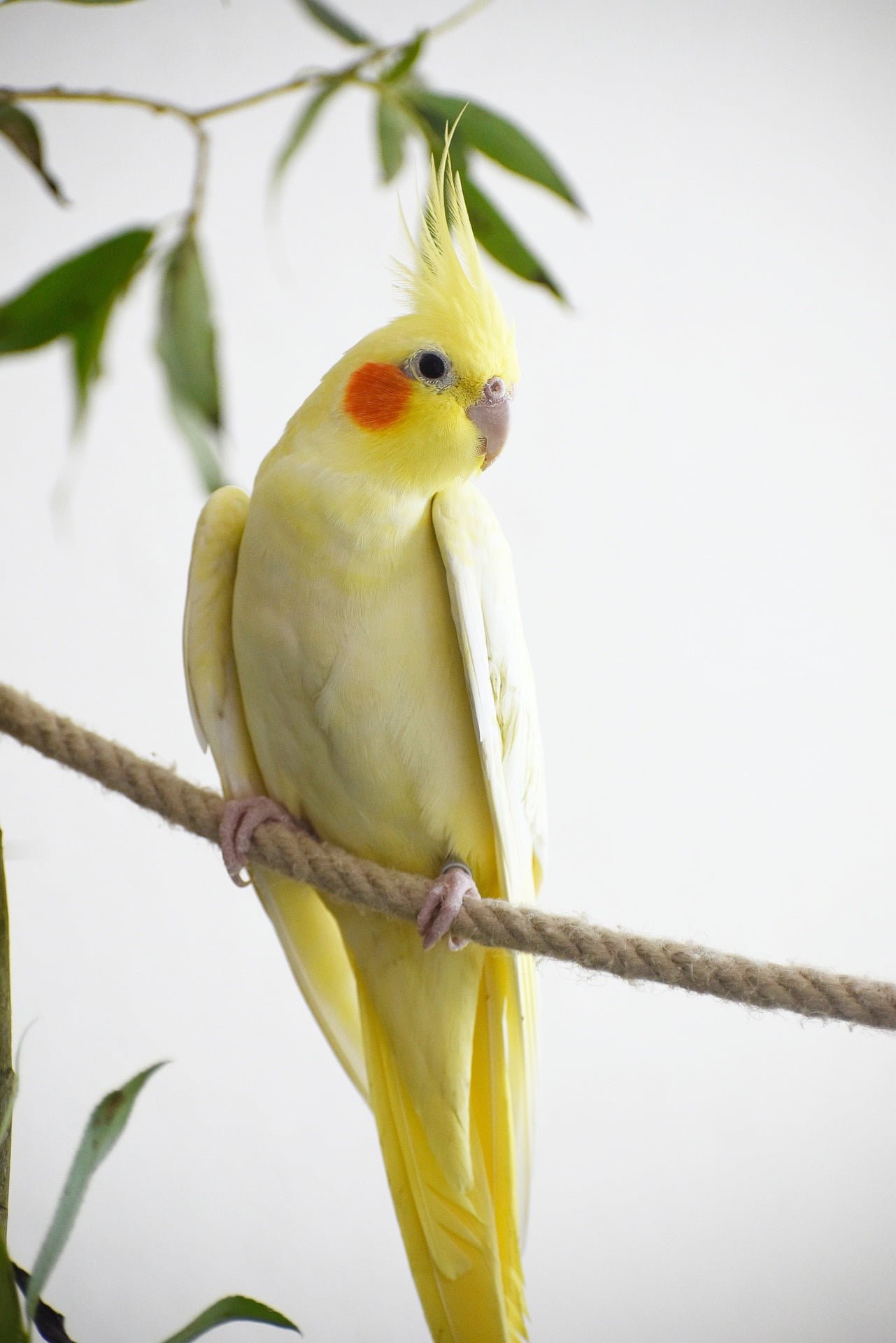 Top 10 Best Family Birds