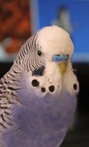 Read more about the article Top 3 Budgies as Pets for Kids | Best Breeds and Care Tips