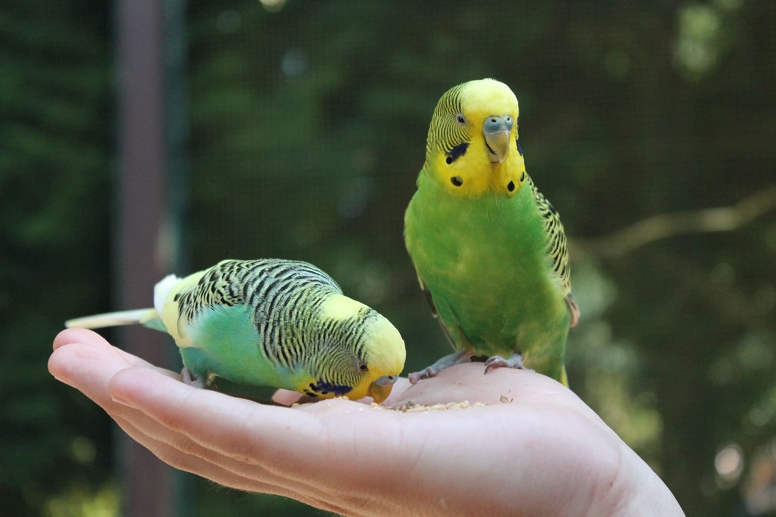 Budgies as Pets for Kids