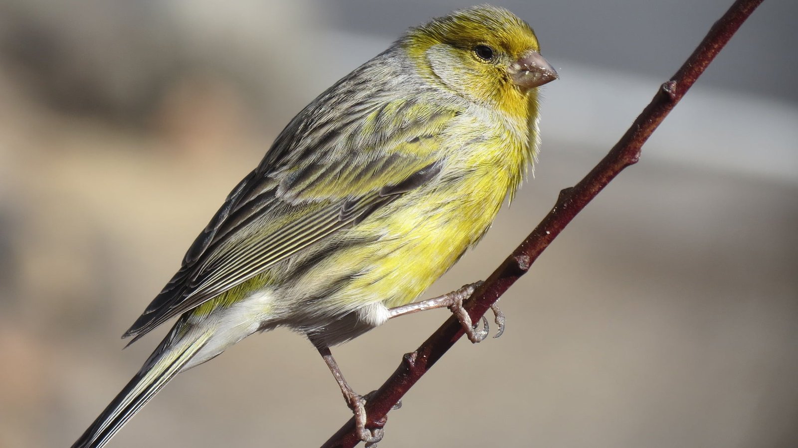How to Care for Canary Birds