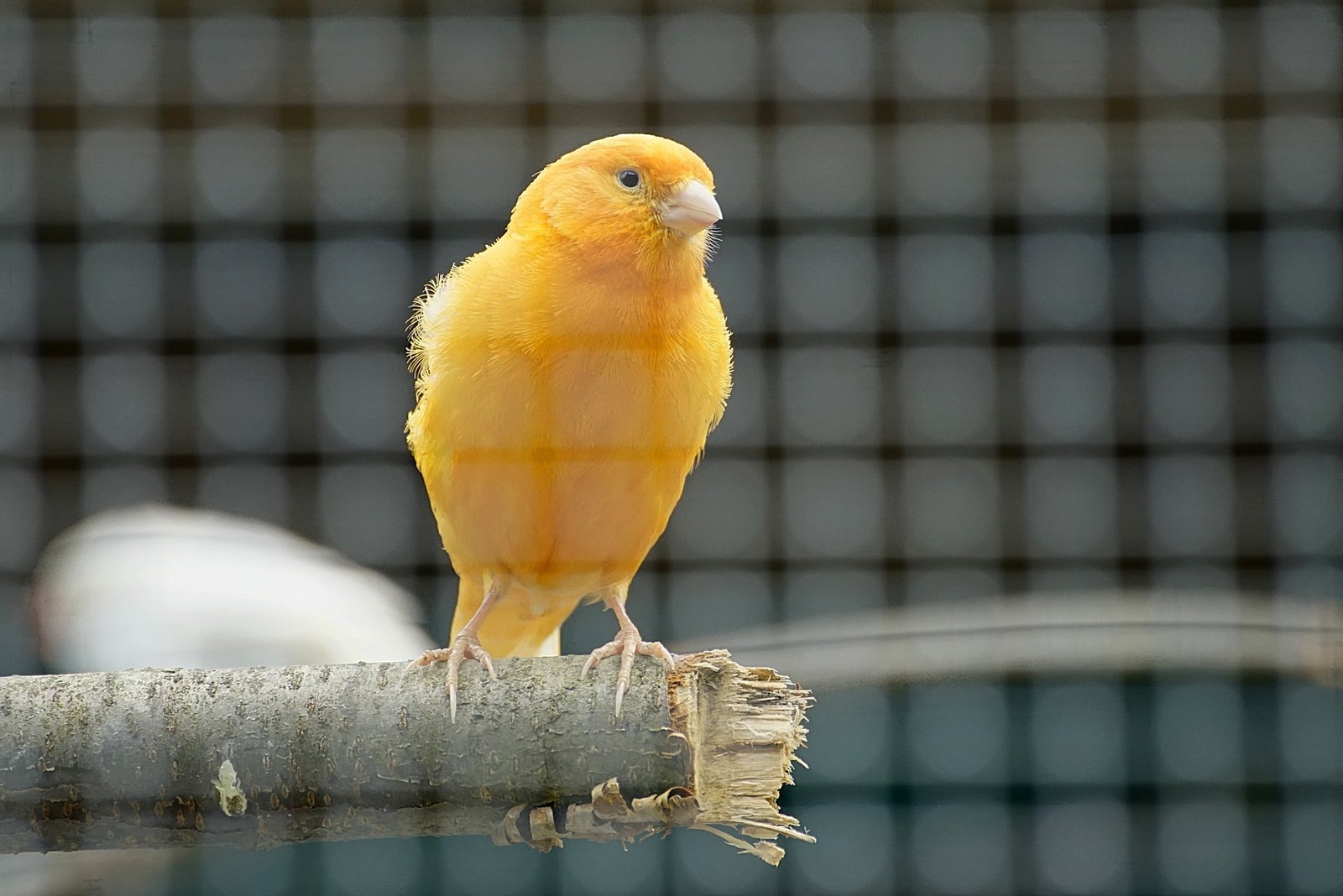 How to Care for Canary Birds