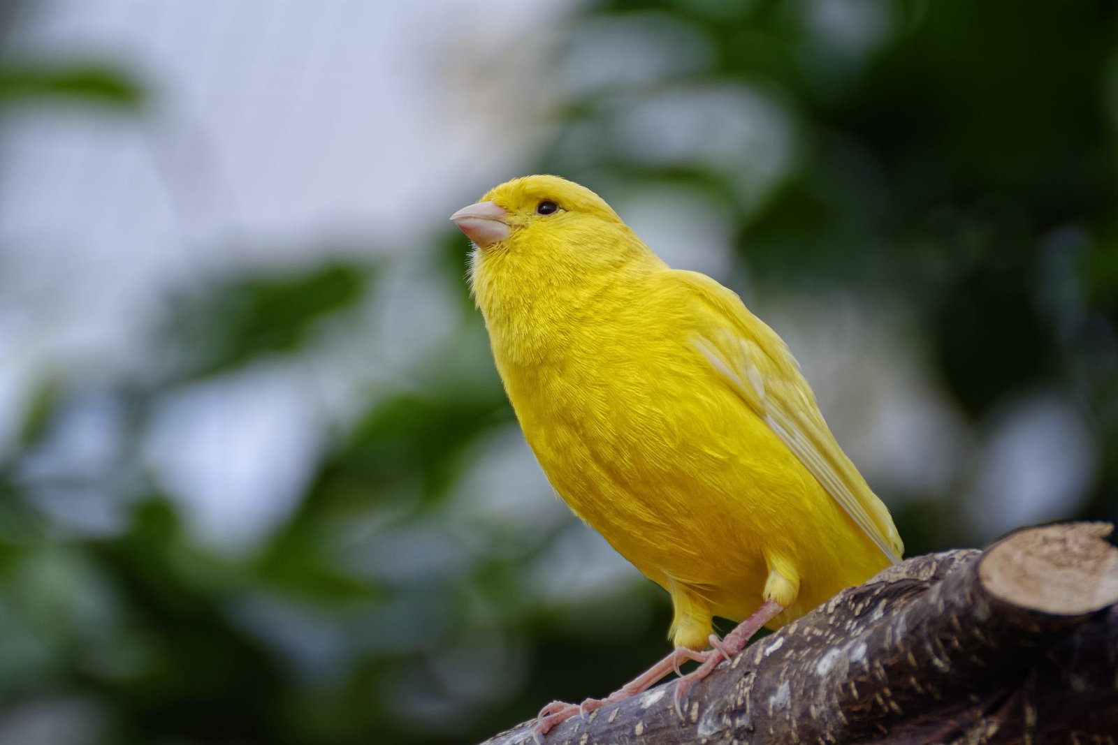 How to Care for Canary Birds