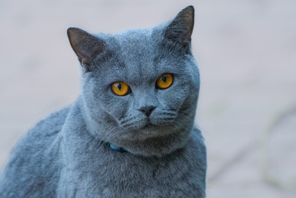 How to Train a Cat Not to Pee on Stuff