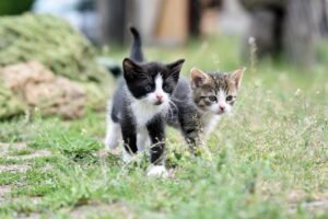 Read more about the article Low Maintenance Cat Breeds: Top 10 Perfect Companions for Busy Pet Parents