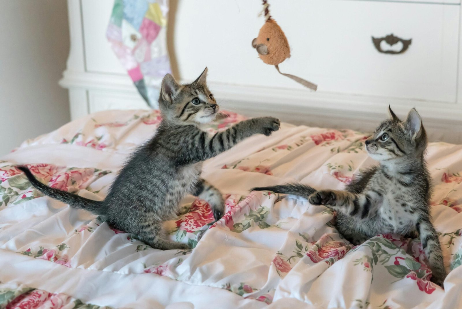 Keep cats entertained indoor 