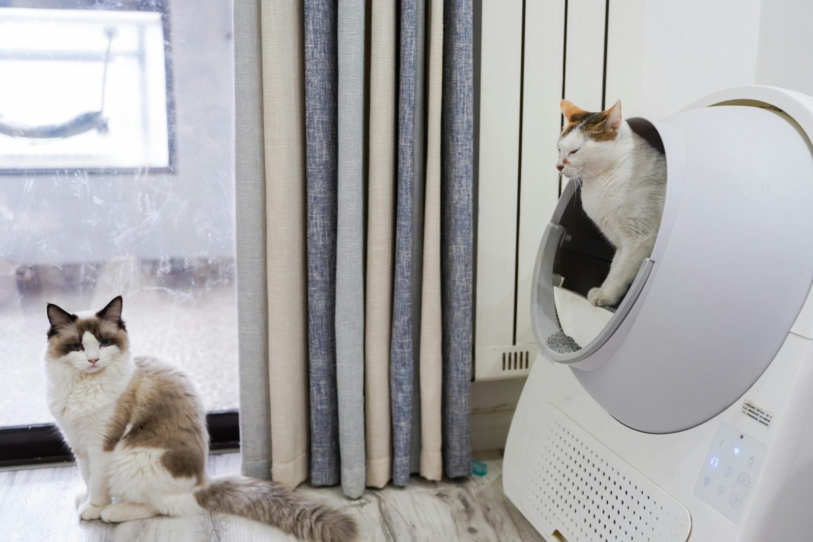Keep cats entertained indoor 