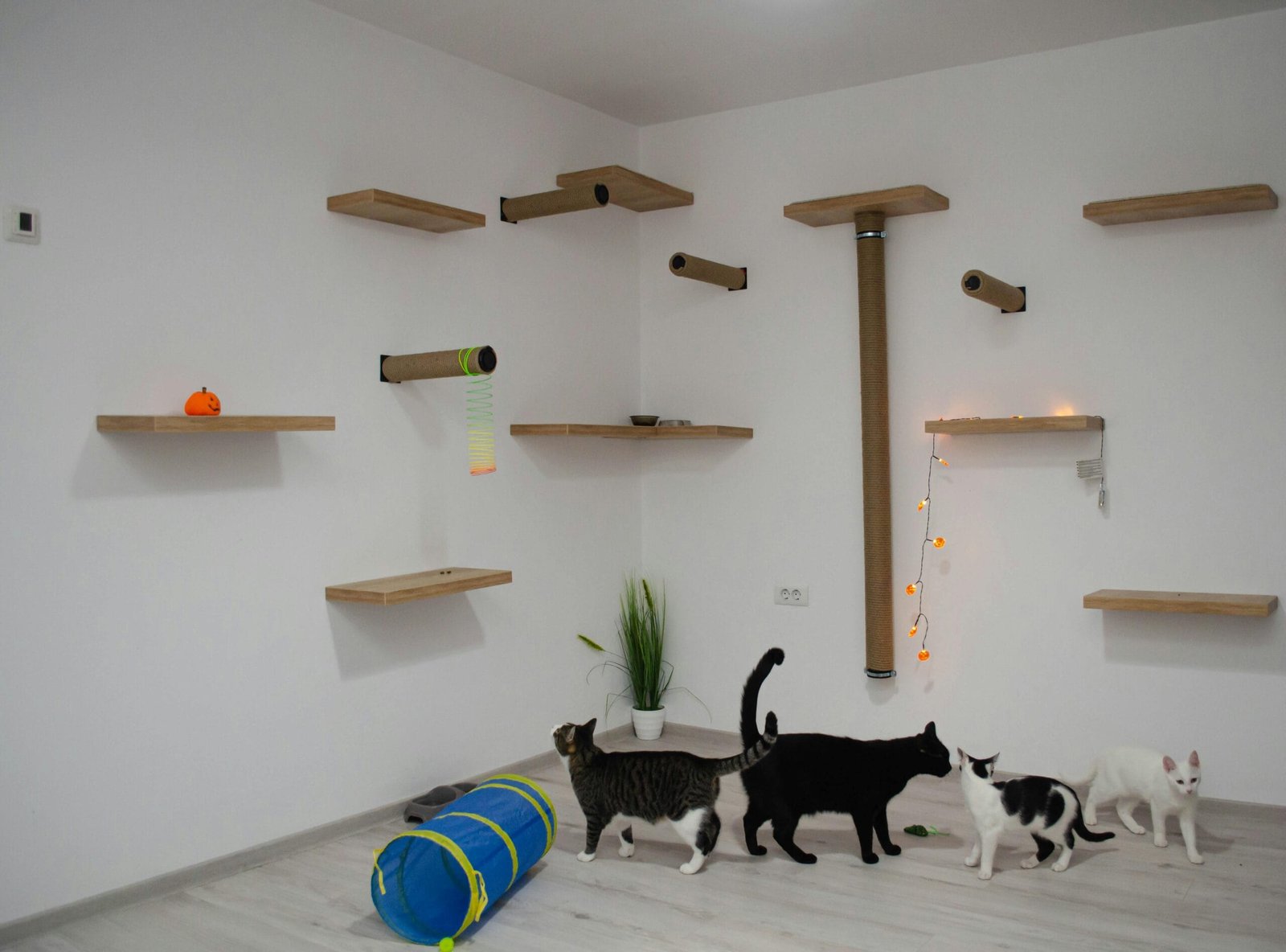 Keep cats entertained indoor 