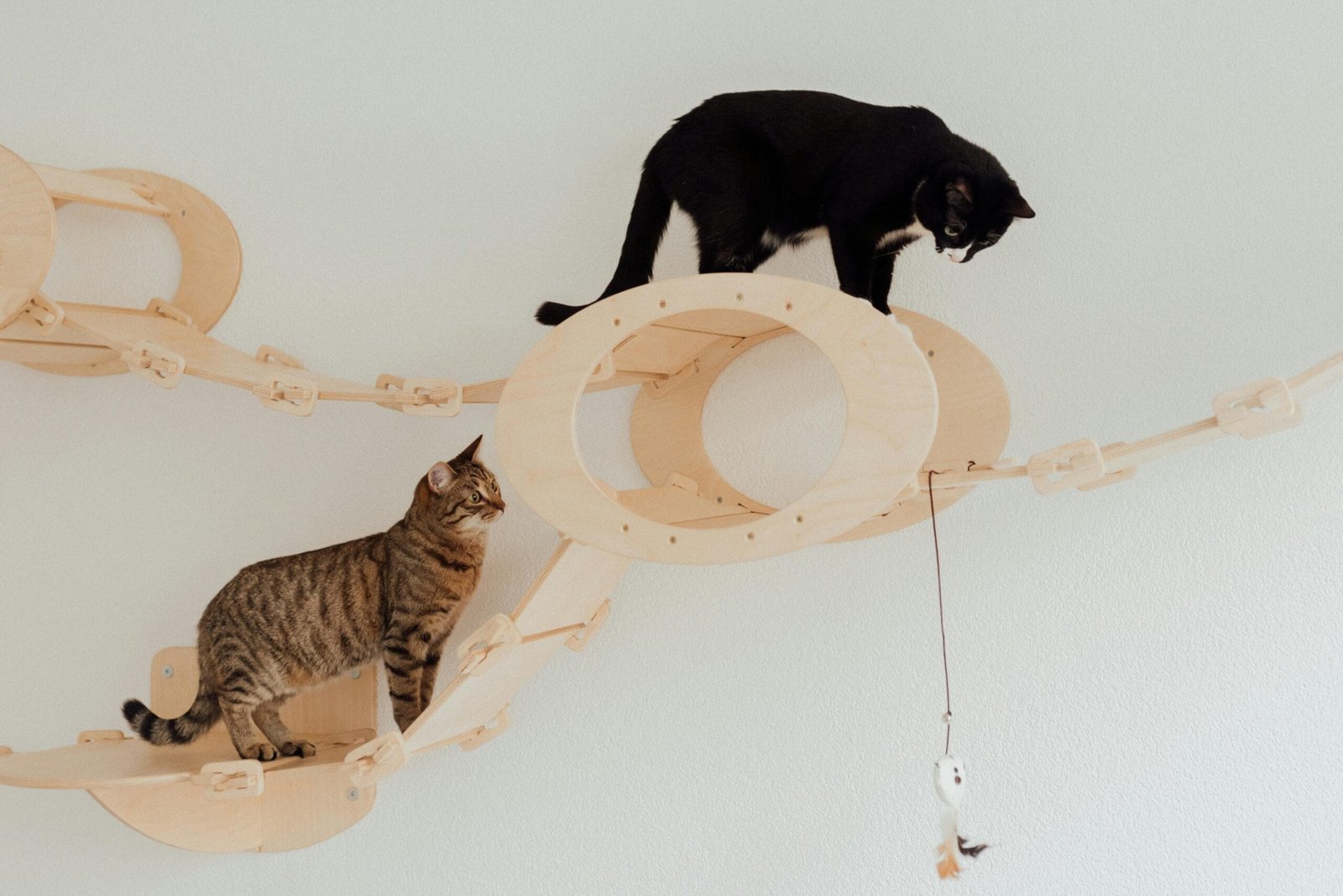 Keep cats entertained indoor 