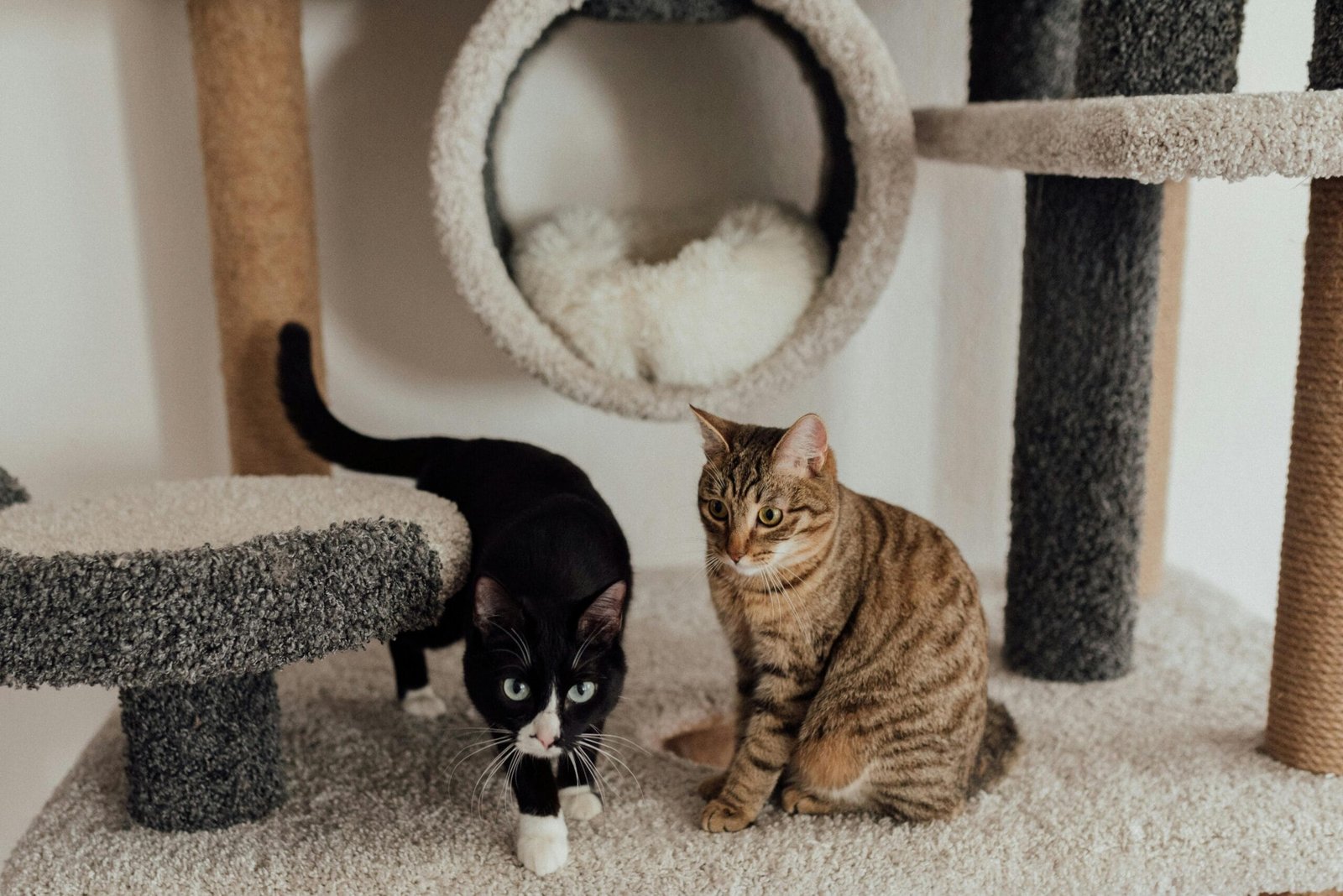 Keep cats entertained indoor