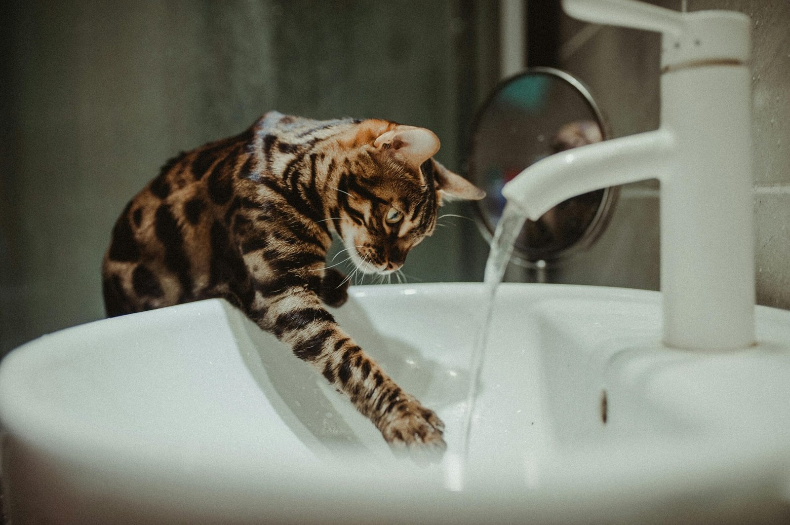 Keep cats entertained indoor