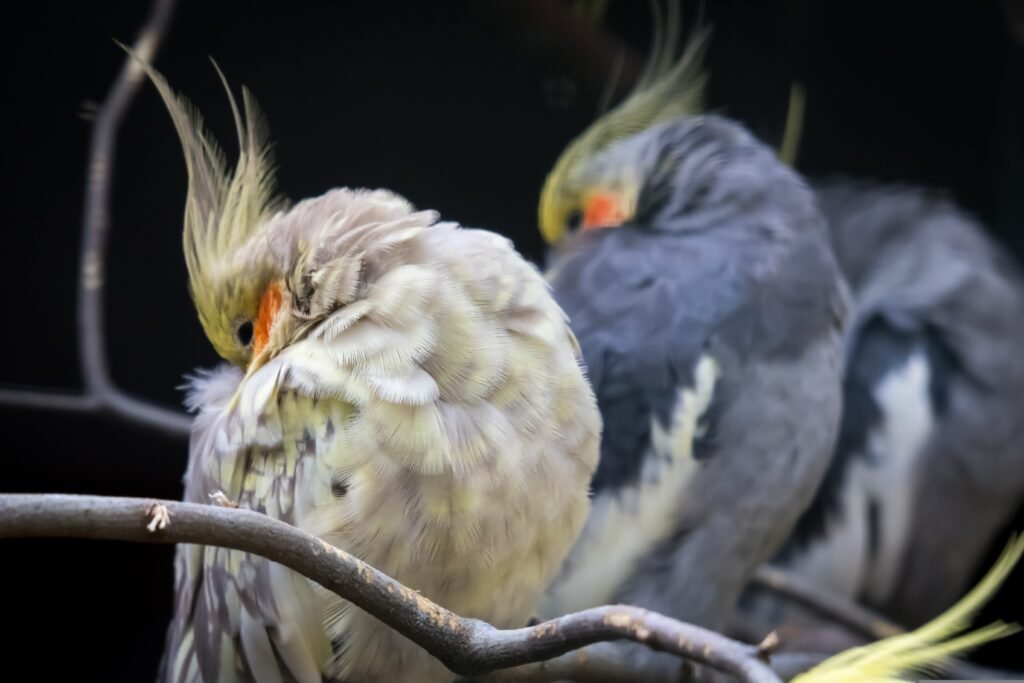 Cockatiels Training Tips: Your Ultimate Guide to Success