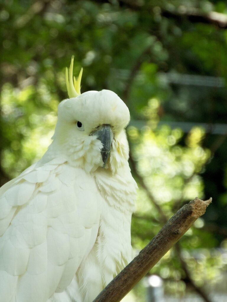 10 tips for cockatiel training