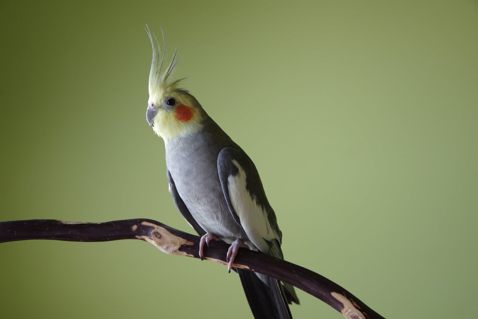 Best Top 10 Tips For Cockatiel Training