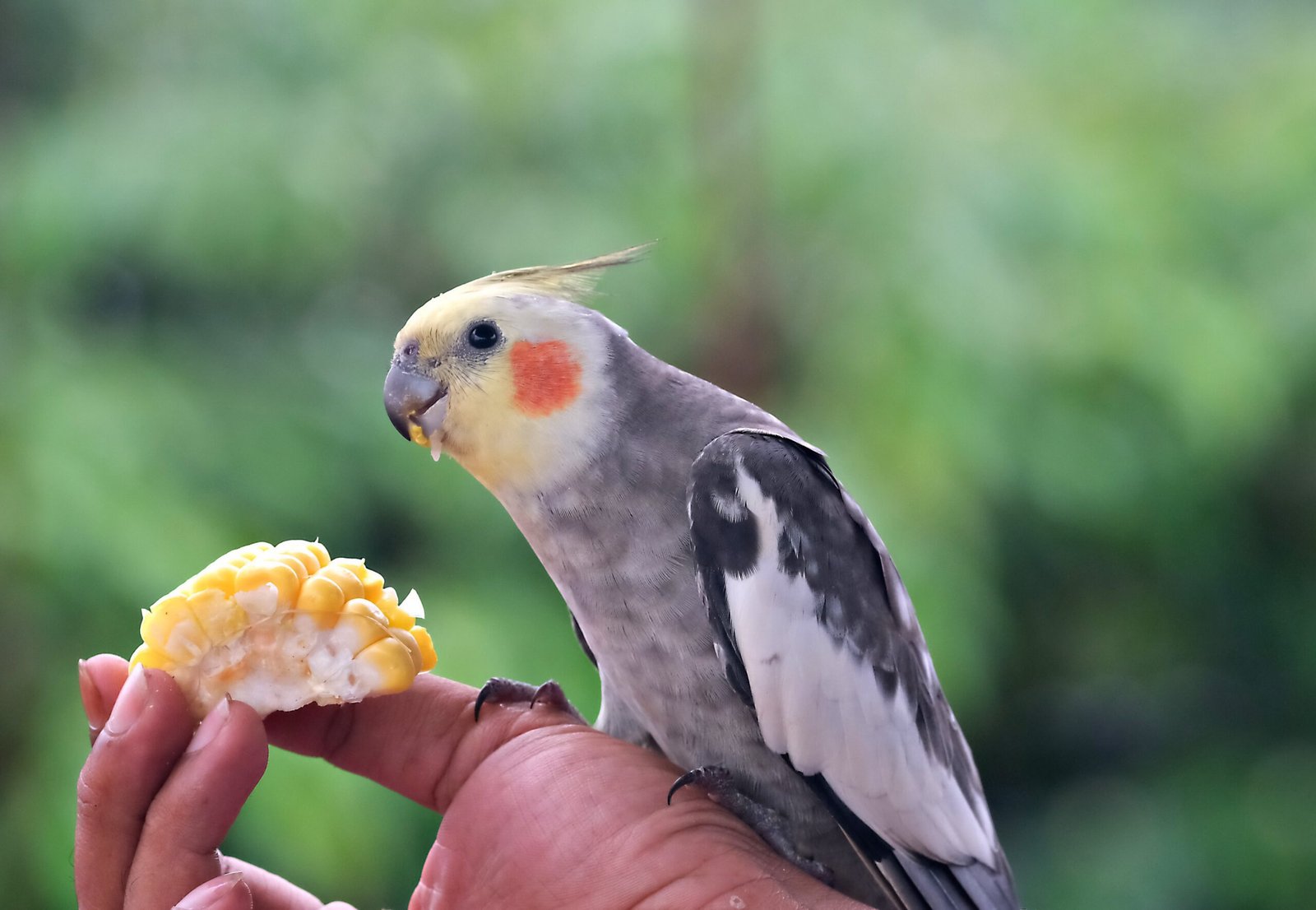 Best Top 10 Tips For Cockatiel Training