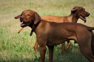 Read more about the article Top 10 Playful Dog Breeds for Active Families – Energetic & Fun-Loving Companions