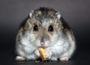 Read more about the article How to Feed Your Hamster? | Best Hamster Feeding Guide