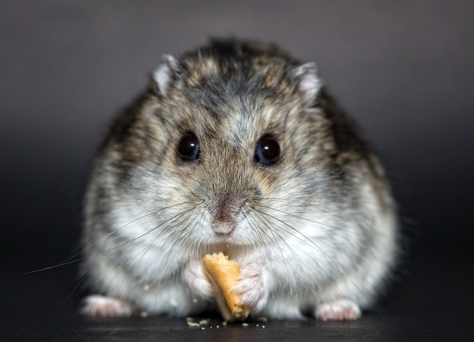 You are currently viewing How to Feed Your Hamster? | Best Hamster Feeding Guide