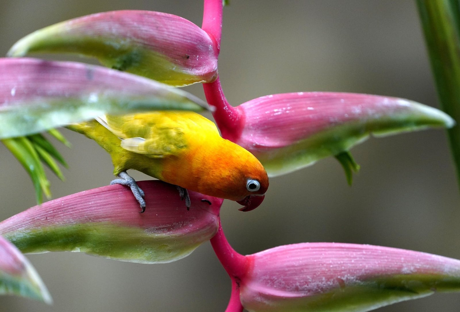 Lovebirds Breed