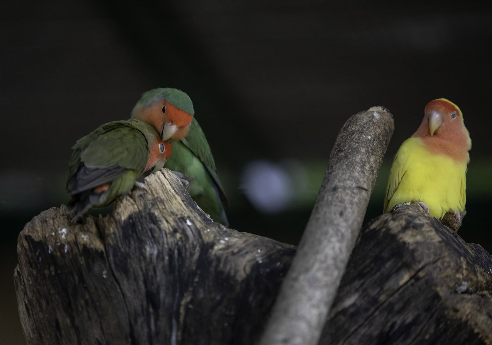 You are currently viewing How Do Lovebirds Breed: A Comprehensive Guide
