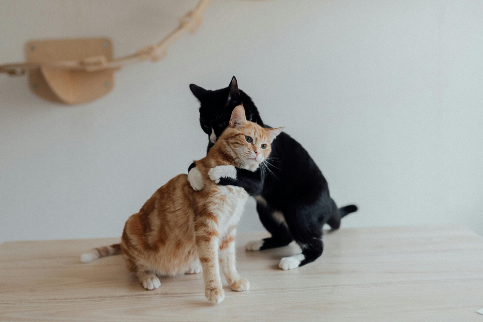 Train a cat not to pee on stuff