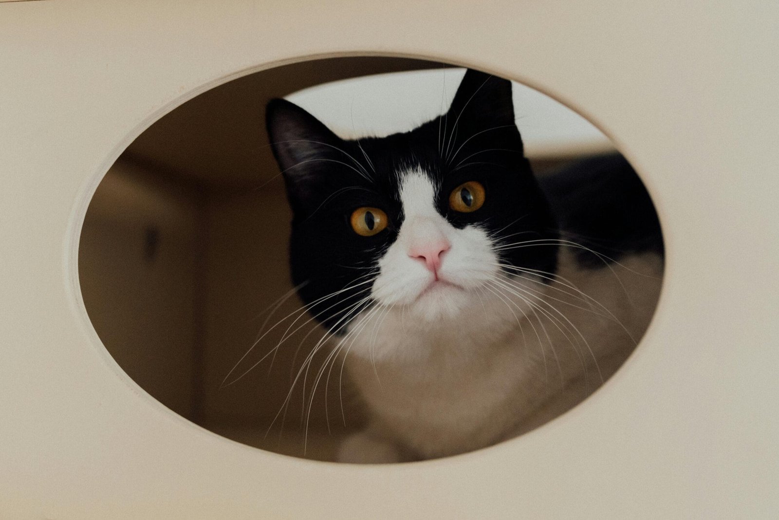 How to Keep Your Pet Active Indoor