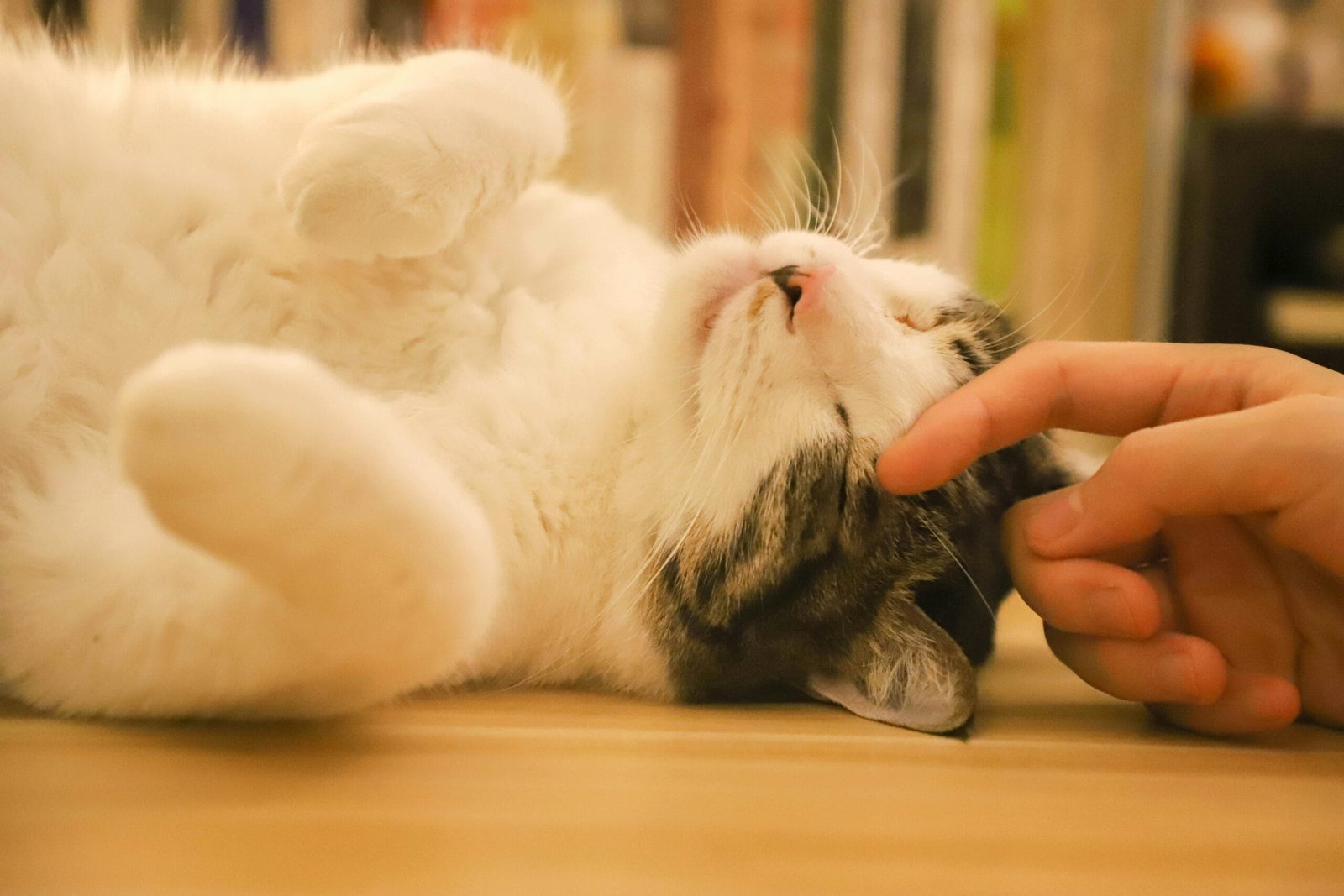 Keep cats entertained indoor