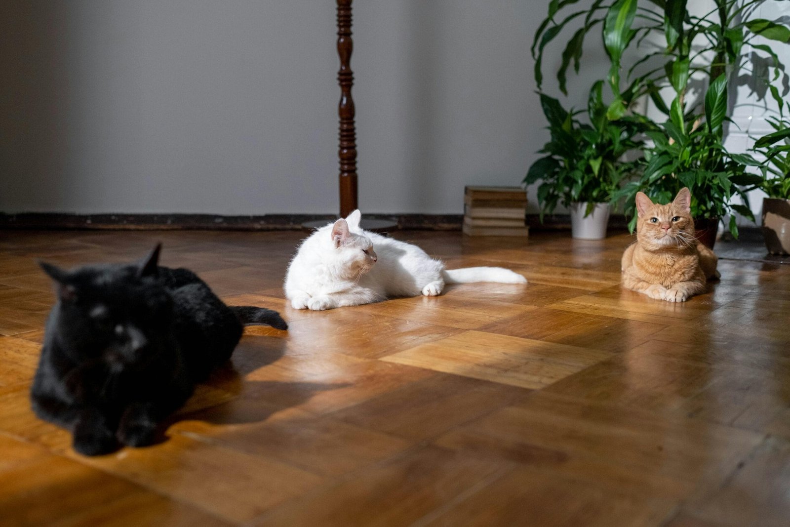 Keep cats entertained indoor 