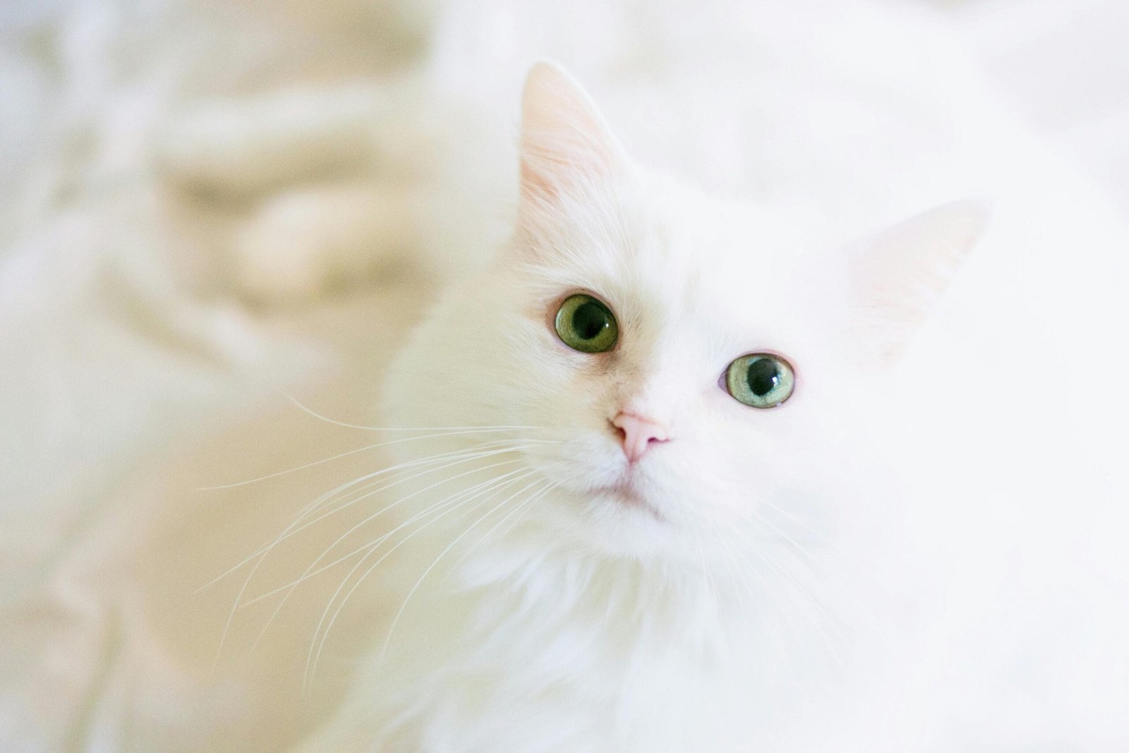 Train a cat not to pee on stuff
