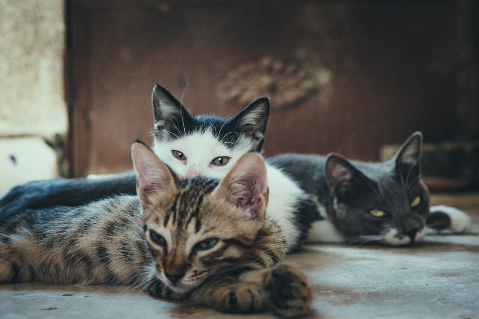 Diets for Pets with Allergies 