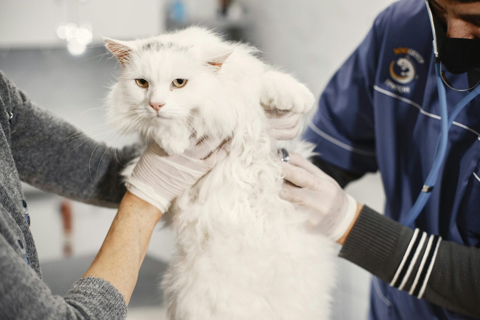 Train a cat not to pee on stuff