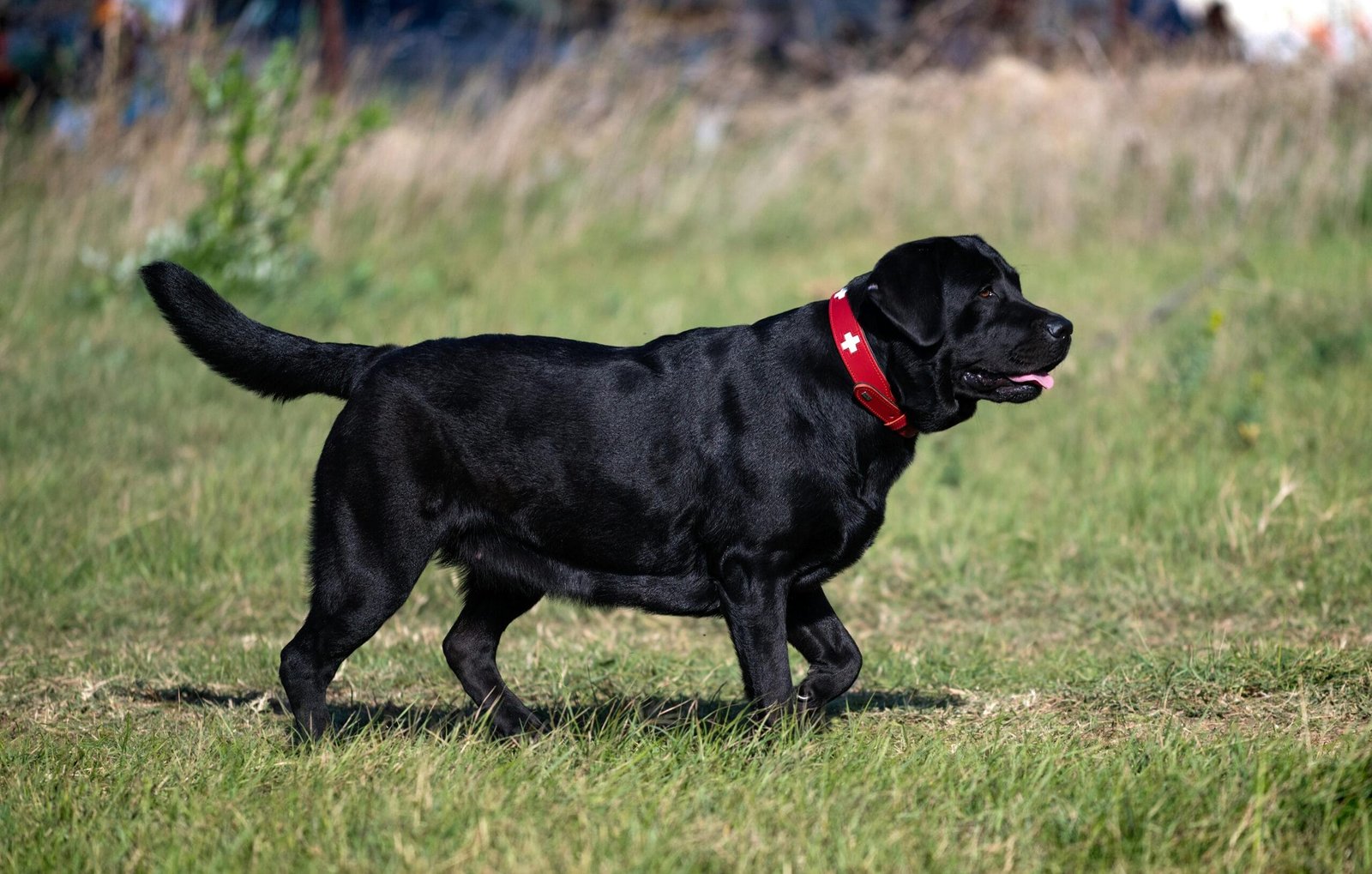 Labrador Retriever grooming