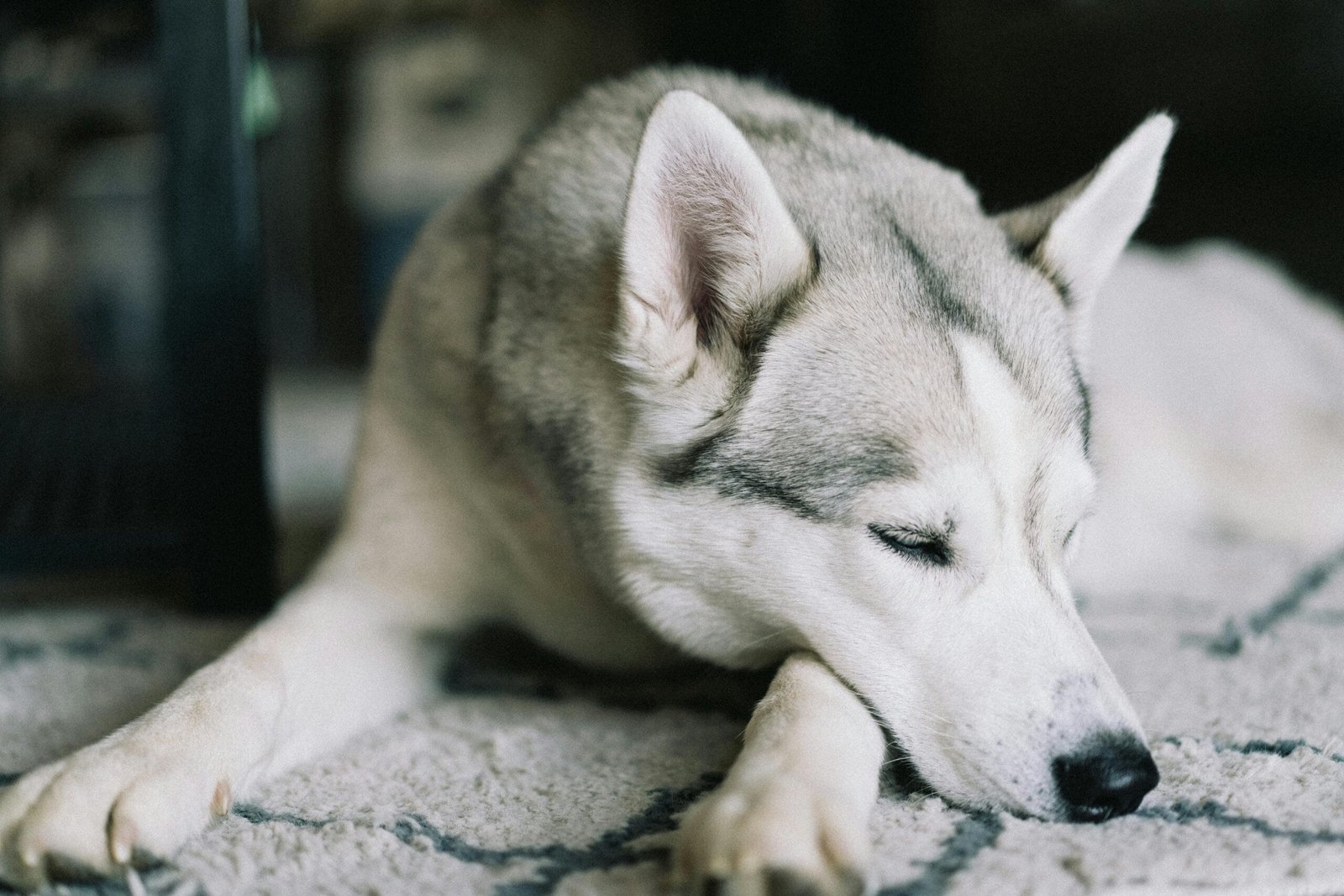 Dog Training Mistakes 